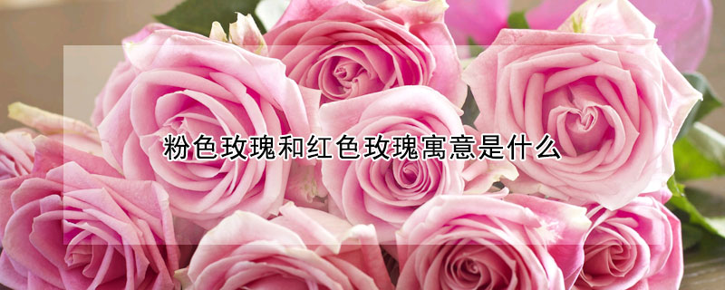 粉色玫瑰和紅色玫瑰寓意是什麼