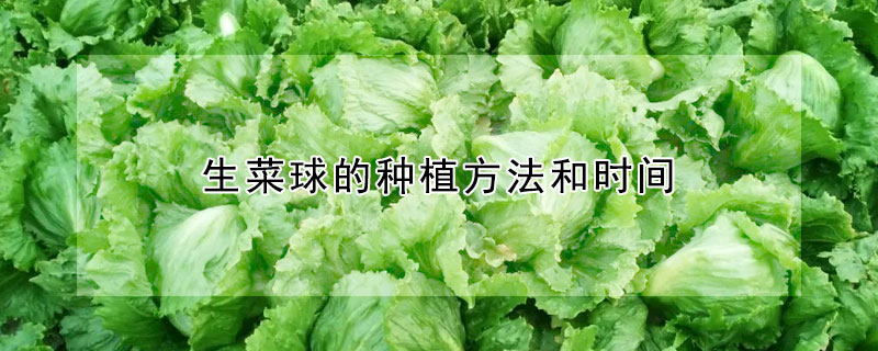 生菜球的種植方法和時間