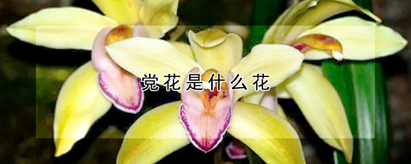 黨花是什麼花