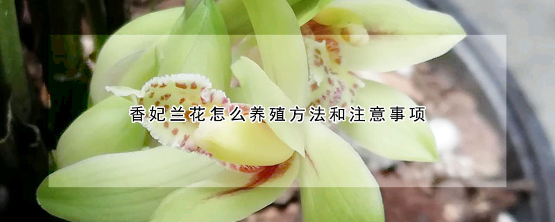 香妃蘭花怎麼養殖方法和注意事項