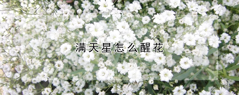 滿天星怎麼醒花