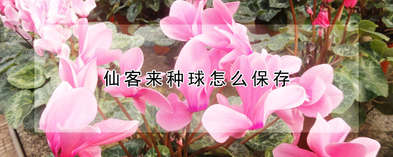 仙客來種球怎麼保存