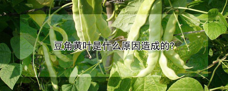 豆角黃葉是什麼原因造成的?