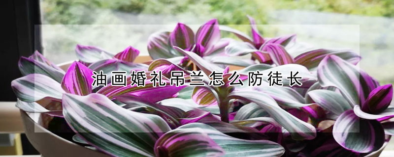 油畫婚禮吊蘭怎麼防徒長
