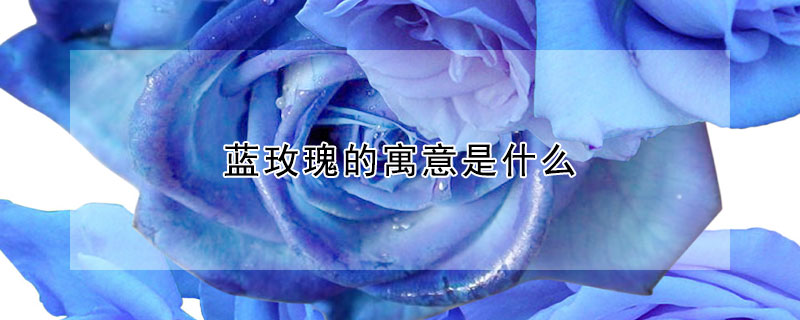 藍玫瑰的寓意是什麼