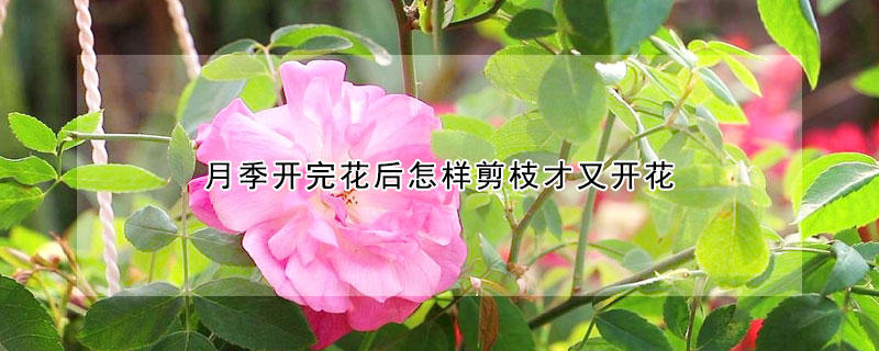 月季開完花後怎樣剪枝才又開花