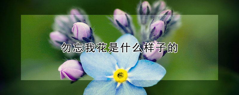 勿忘我花是什麼樣子的