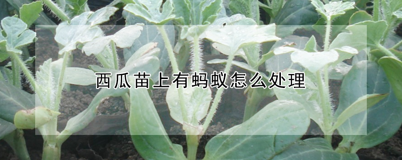 西瓜苗上有螞蟻怎麼處理