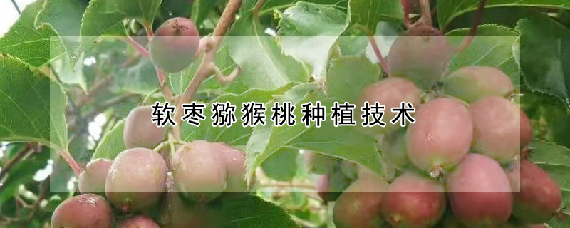 軟棗獼猴桃種植技術