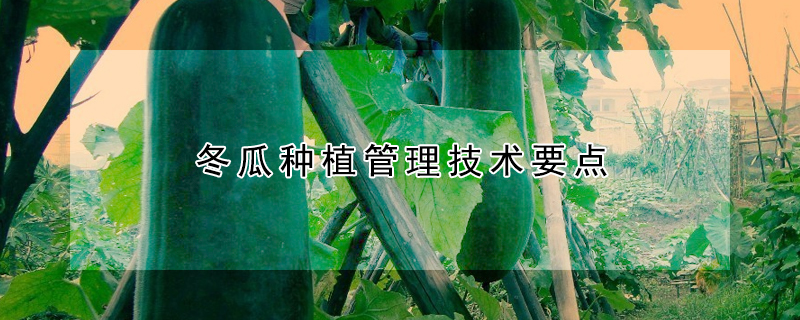 冬瓜種植管理技術要點