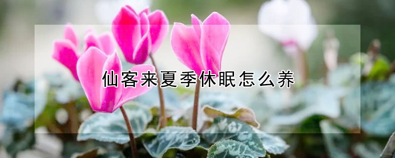 仙客來夏季休眠怎麼養