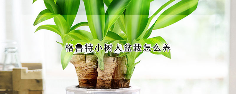格魯特小樹人盆栽怎麼養