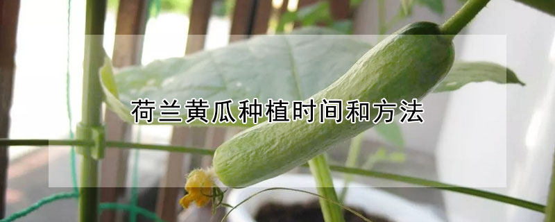 荷蘭黃瓜種植時間和方法