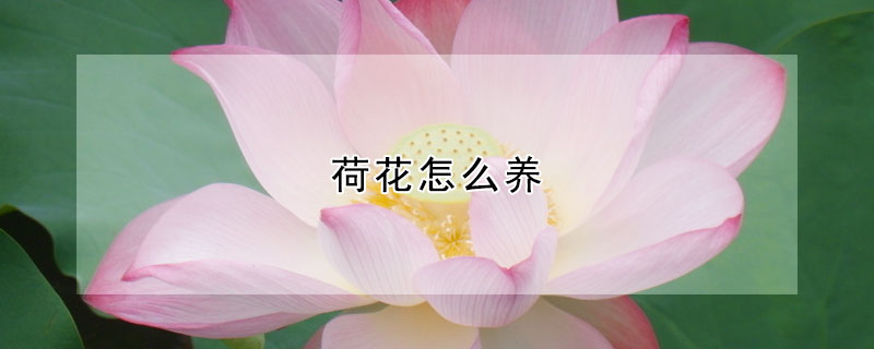 荷花怎麼養