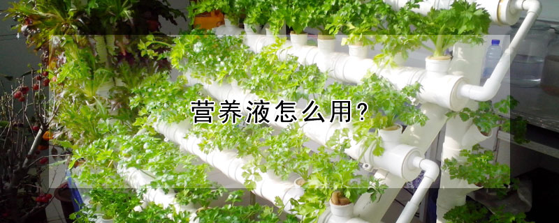 營養液怎麼用?