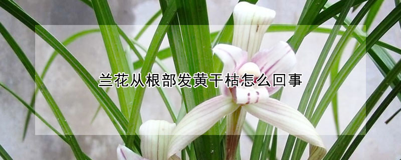 蘭花從根部發黃幹枯怎麼回事
