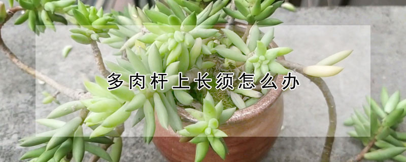 多肉杆上長須怎麼辦