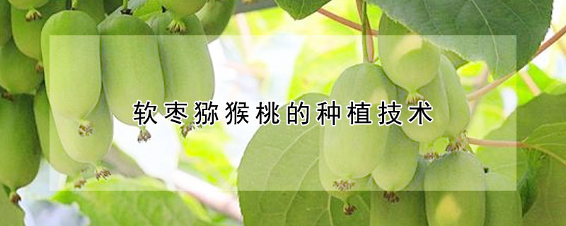 軟棗獼猴桃的種植技術