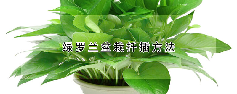 綠羅蘭盆栽扡插方法