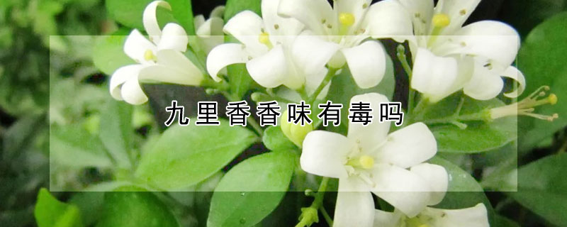 九裏香香味有毒嗎