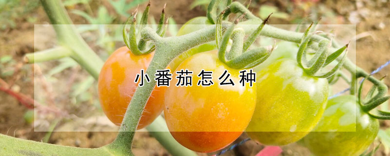 小番茄怎麼種
