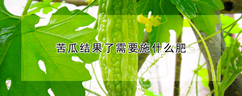 苦瓜結果了需要施什麼肥