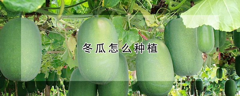 冬瓜怎麼種植