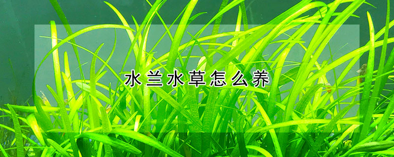 水蘭水草怎麼養