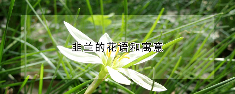 韭蘭的花語和寓意