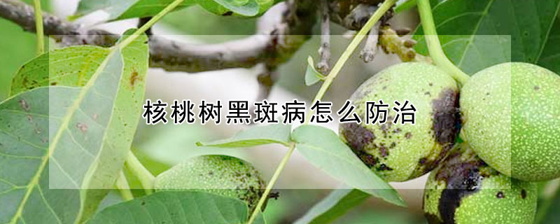 核桃樹黑斑病怎麼防治