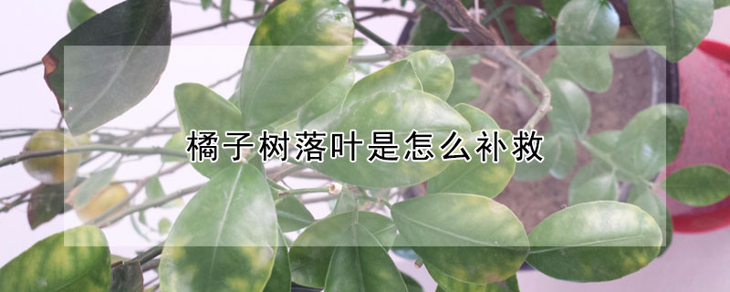 橘子樹落葉是怎麼補救