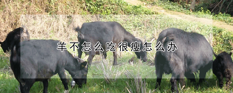 羊不怎麼吃很瘦怎麼辦