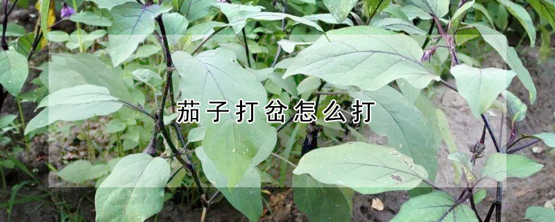 茄子打岔怎麼打