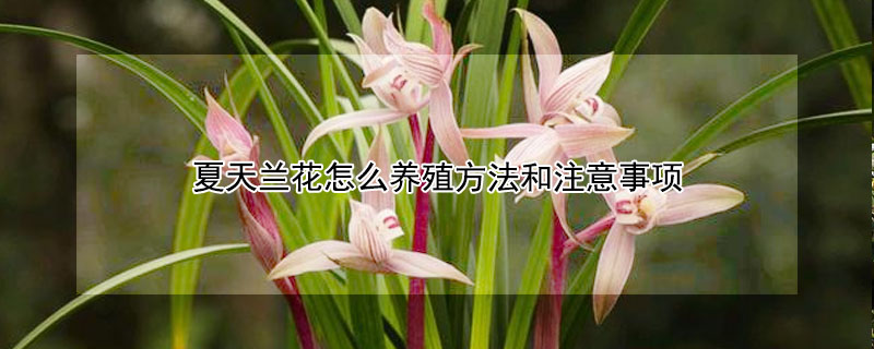 夏天蘭花怎麼養殖方法和注意事項