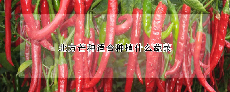 北方芒種適合種植什麼蔬菜