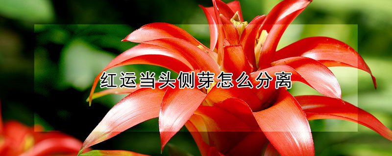 紅運當頭側芽怎麼分離