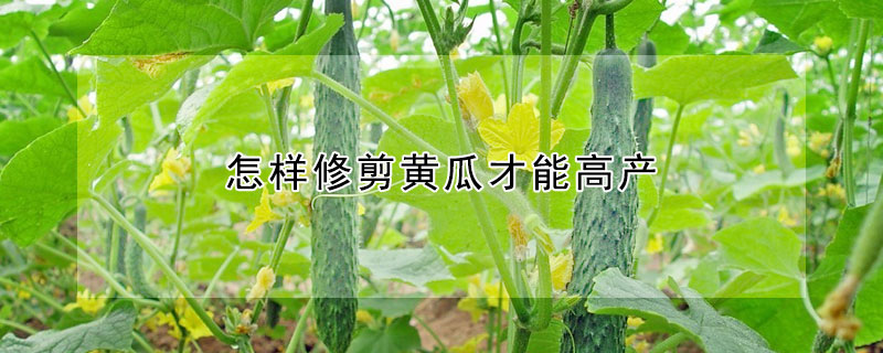 怎樣修剪黃瓜才能高產
