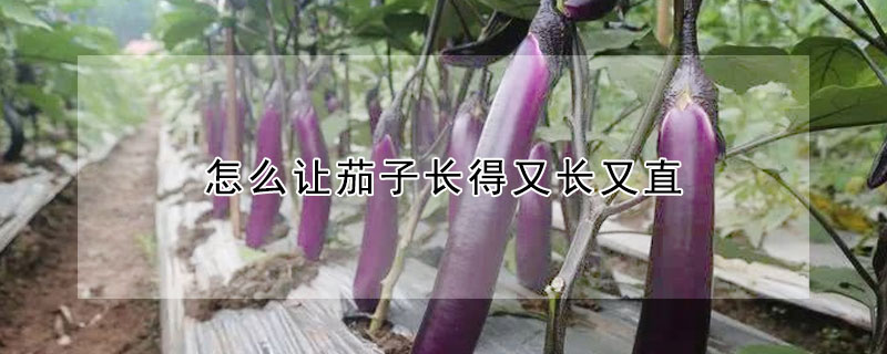 怎麼讓茄子長得又長又直