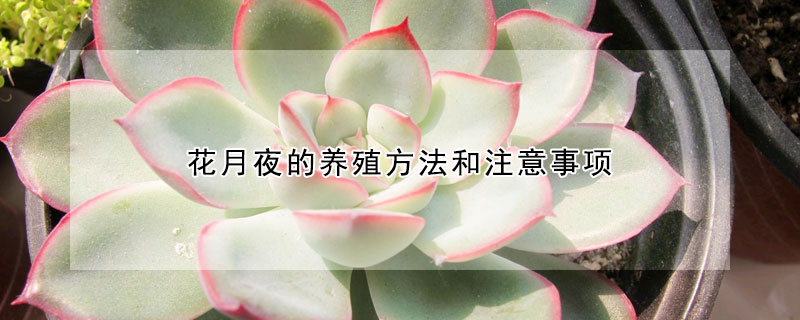 花月夜的養殖方法和注意事項