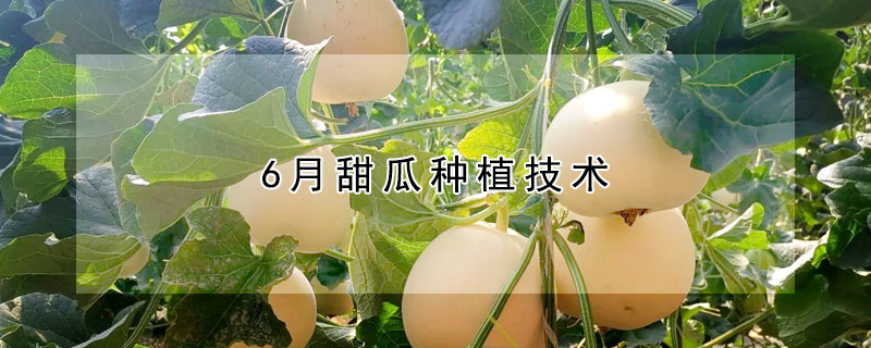 6月甜瓜種植技術