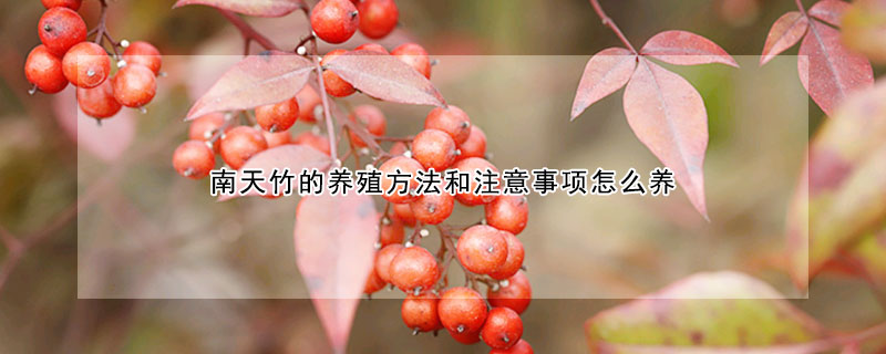 南天竹的養殖方法和注意事項怎麼養