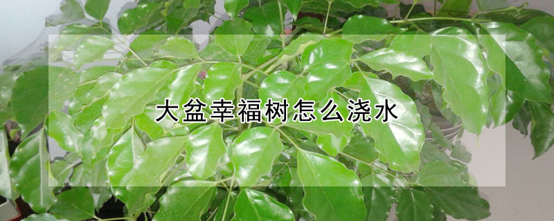 大盆幸福樹怎麼澆水