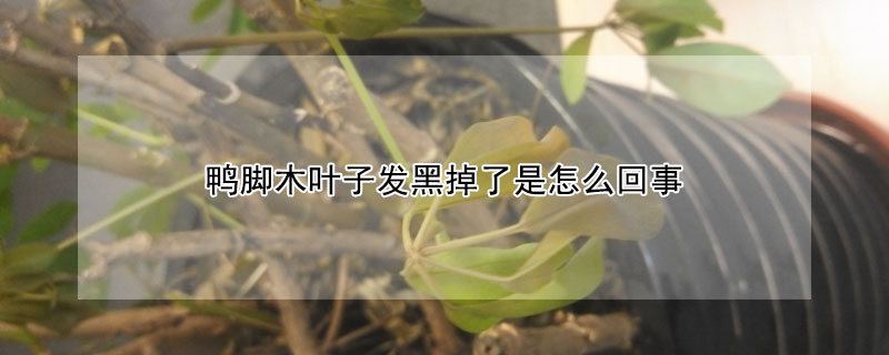 鴨腳木葉子發黑掉了是怎麼回事