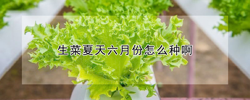 生菜夏天六月份怎麼種啊