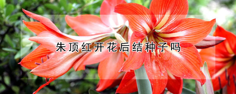 朱頂紅開花後結種子嗎