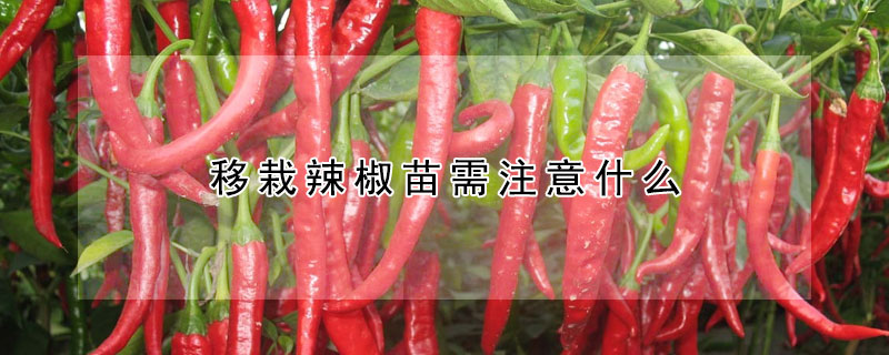 移栽辣椒苗需注意什麼