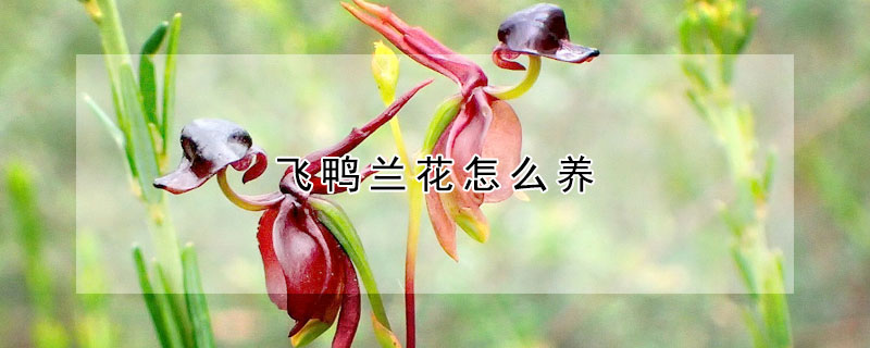 飛鴨蘭花怎麼養