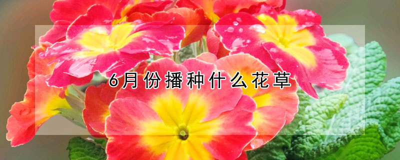 6月份播種什麼花草