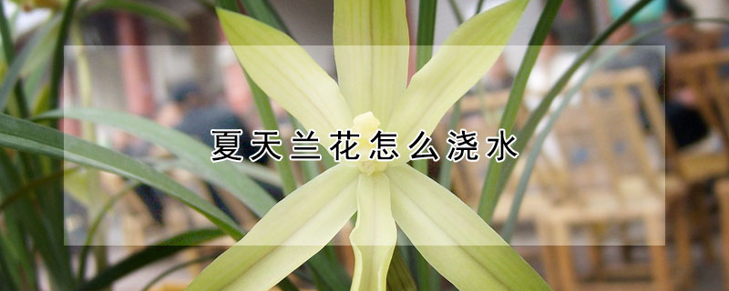 夏天蘭花怎麼澆水