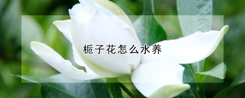 梔子花怎麼水養